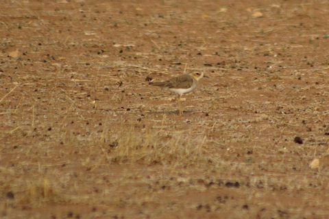 Oriental Plover (Charadrius veredus)